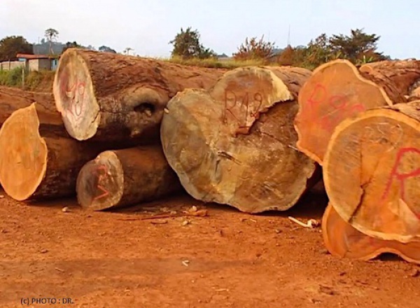 La Justice gabonaise condamne le DG de la société chinoise SKBG à 6 mois de prison pour exploitation forestière illégale
