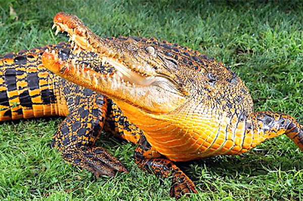 Vers la création d’un sanctuaire autour des grottes d’Abanda pour la protection des crocodiles de couleur orange