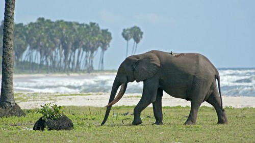 20 000 éléphants ont été abattus au Gabon depuis 2004