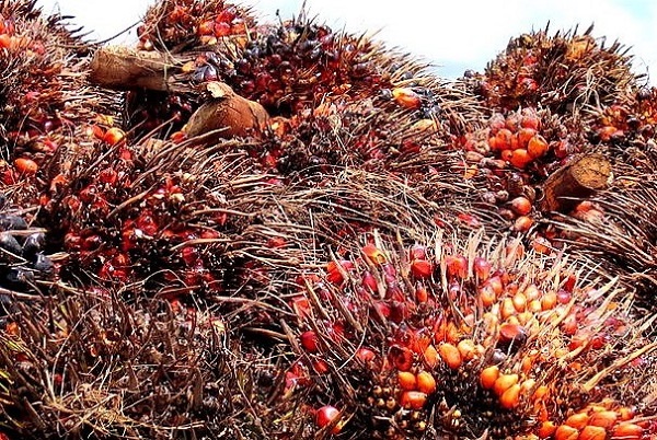 Palmier à huile : le Gabon récolte 157 724 tonnes de régimes au 1er trimestre 2023, en hausse de 26 %