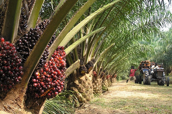 L’agroindustriel Olam recrute 3000 récolteurs agricoles saisonniers à Mouila