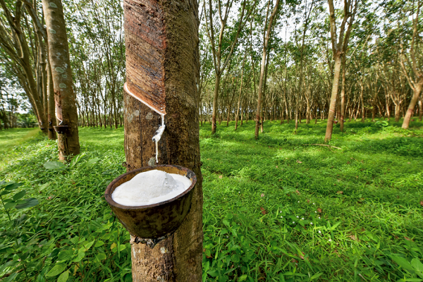 Caoutchouc : Siat Gabon et Olam Rubber font croitre de 66 % la production du Gabon en 2022