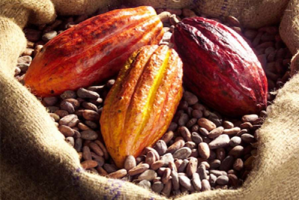 La Caistab arrête un budget de 16,7 milliards de FCFA en 2021 pour booster la production de café-cacao au Gabon