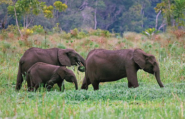 Le Gabon est devenu un modèle de conservation de l’environnement grâce à des institutions vitales (ONU)