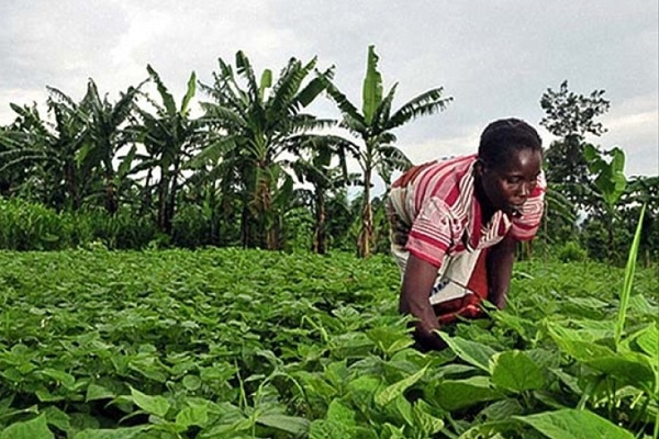 Finances: la SGG s’engage à couvrir les crédits accordés aux agriculteurs et éleveurs gabonais