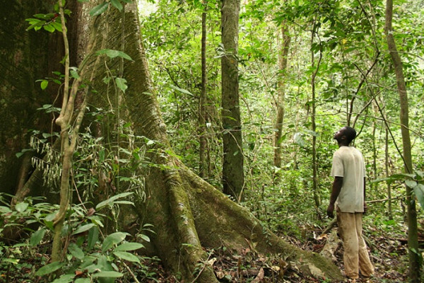 Lutte contre la déforestation : le Gabon veut s’imprégner du modèle coréen