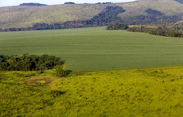 Plus de 8700 hectares de terres cédées à la Sucaf dans le Haut-Ogooué pour la production de la canne à sucre