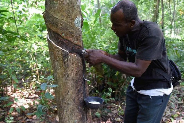 Le Gabon exporte 1759 tonnes de caoutchouc au 1er trimestre 2022, en hausse de 4 033 %