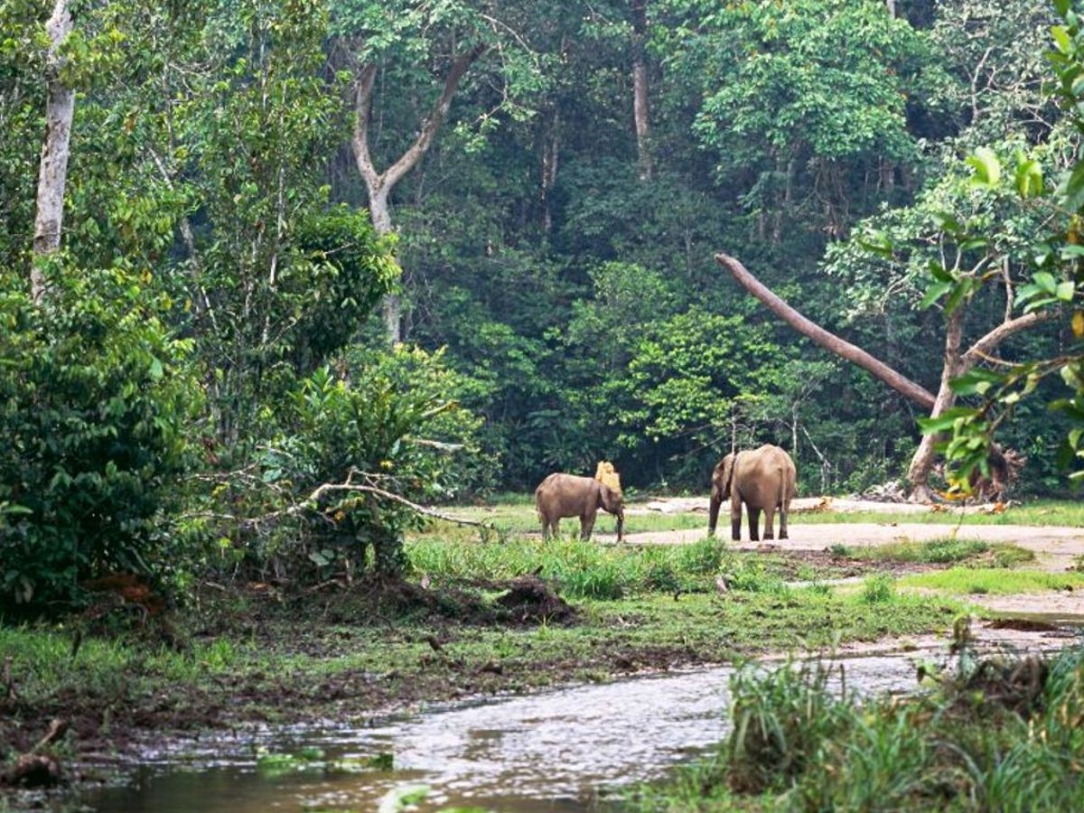 Biodiversité/COP16: le Gabon obtient des promesses de 36,2 milliards FCFA pour protéger ses forêts