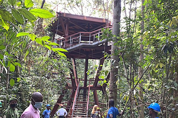 Une salle de classe construite dans les arbres pour renforcer le tourisme et préserver la forêt gabonaise