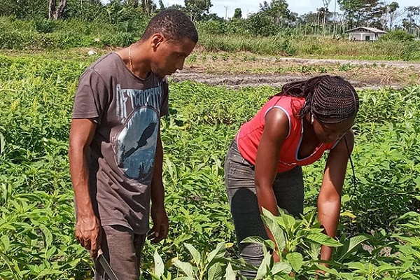 Programme graine : l’OIT veut former 500 entrepreneurs agricoles de 18 à 40 ans au Gabon