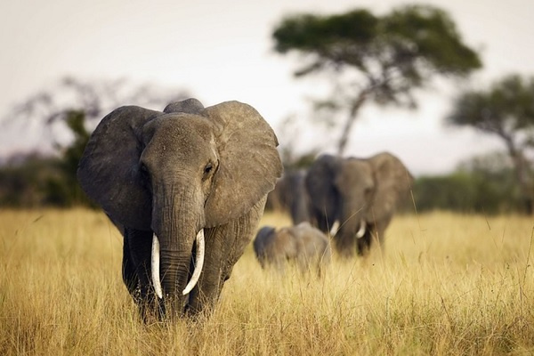 Le Gabon va se servir de l’ADN des excréments pour réaliser son 1er recensement d’éléphants depuis 30 ans