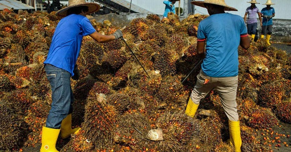 Agriculture : la baisse de la production de régimes de palme plombe l’activité au 3e trimestre 2024