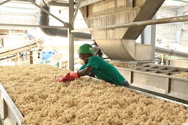 Caoutchouc : la production usinée du Gabon baisse de 7,1% au 2e semestre 2023