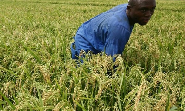 Yves Fernand Manfoumbi sollicite des investisseurs vietnamiens pour produire du riz au Gabon