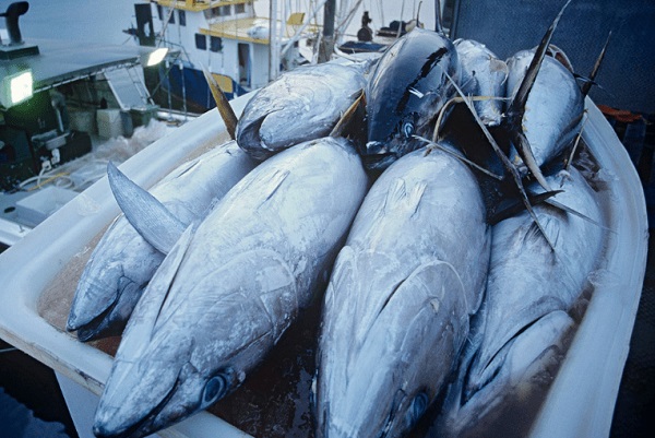 Lutte contre la vie chère : une foire aux poisons annoncée du 11 au 13 mai 2023 à Port-Gentil