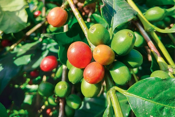 Agriculture : un accord signé avec le Vietnam pour booster la production du café au Gabon