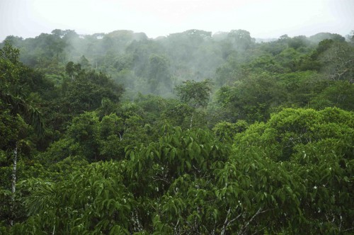 Les pays du bassin du Congo en rangs serrés pour la gouvernance forestière