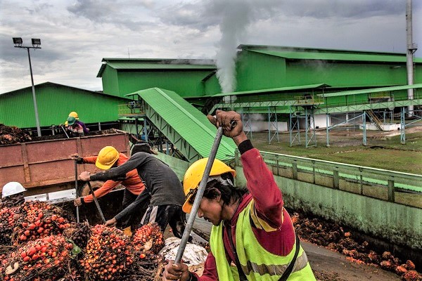 Palmier à huile : 600 000 tonnes de régimes produites en 2022 au Gabon, en hausse de 37,8 %