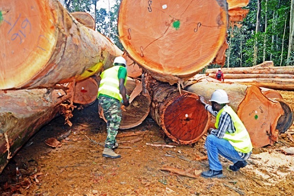 Certification forestière FSC : le Gabon repousse l’échéance du projet de trois ans