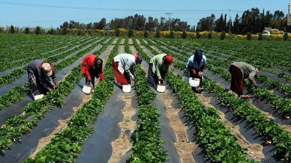 Agriculture : le PNUD lance un concours pour les femmes et les jeunes porteurs de projets agricoles